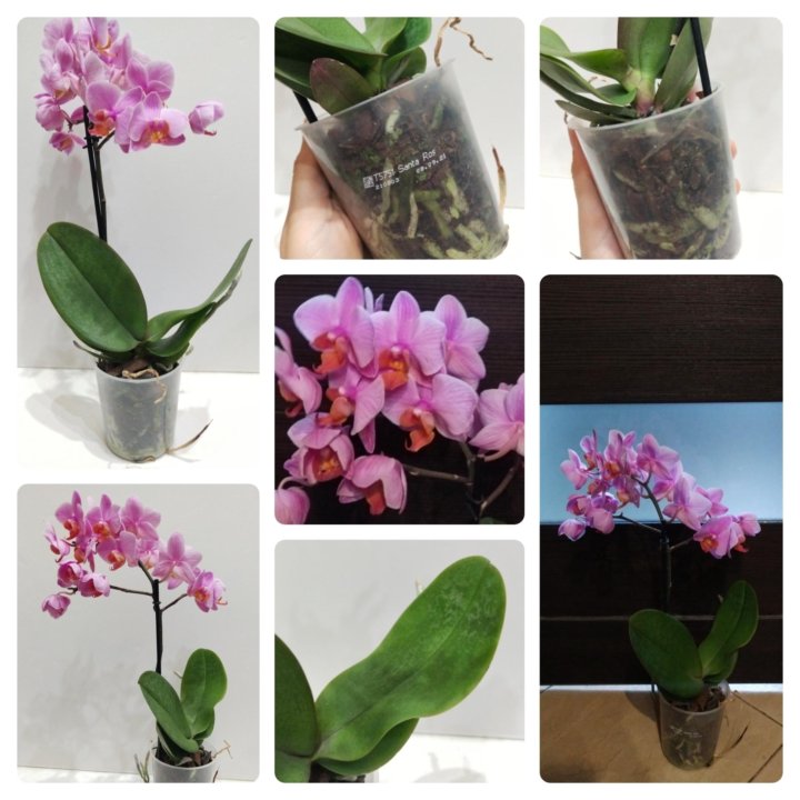 Орхидея фаленопсис