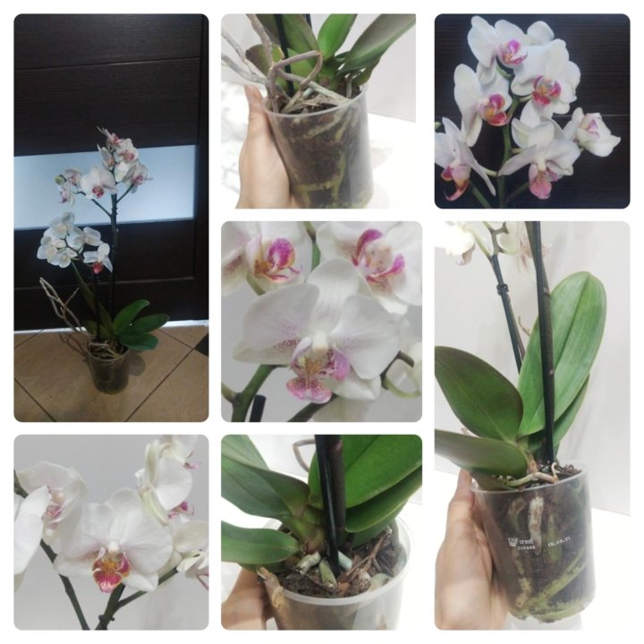 Орхидея фаленопсис