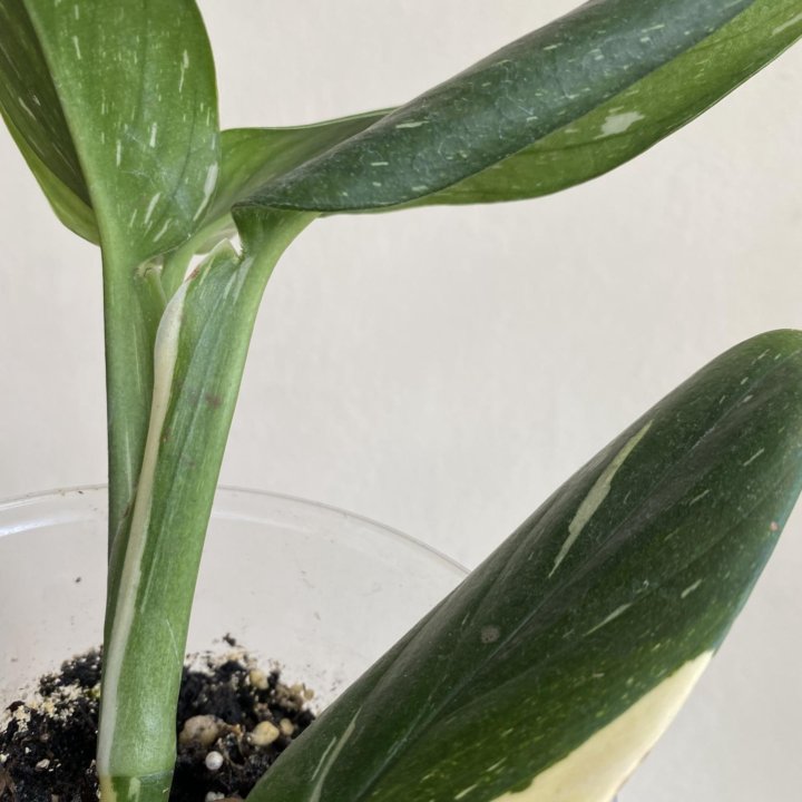 Белая Кобра