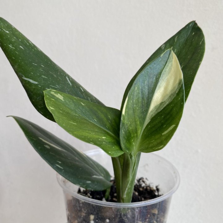 Белая Кобра