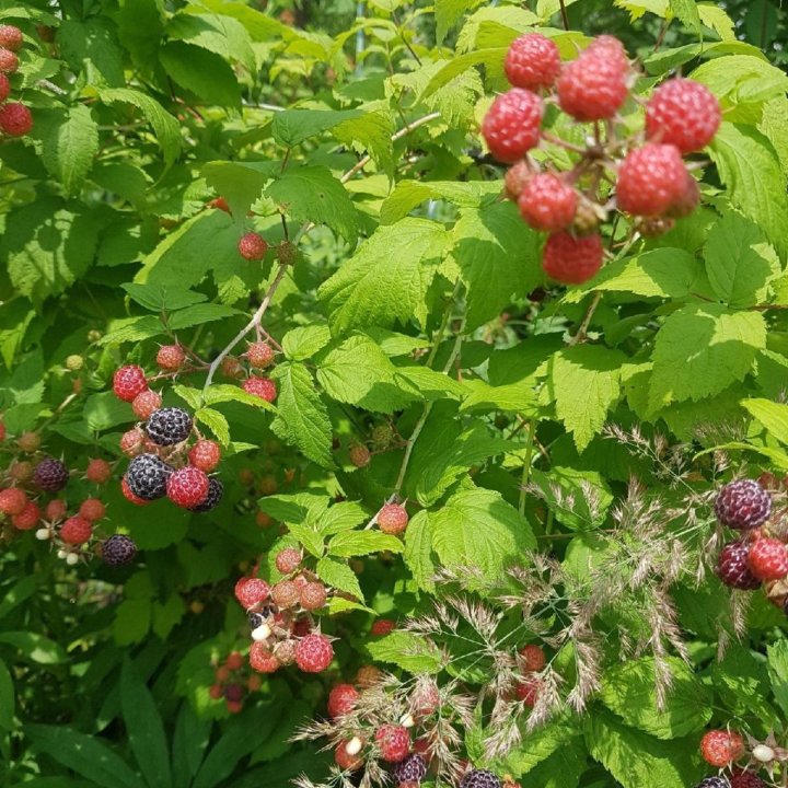 Малина Кумберленд