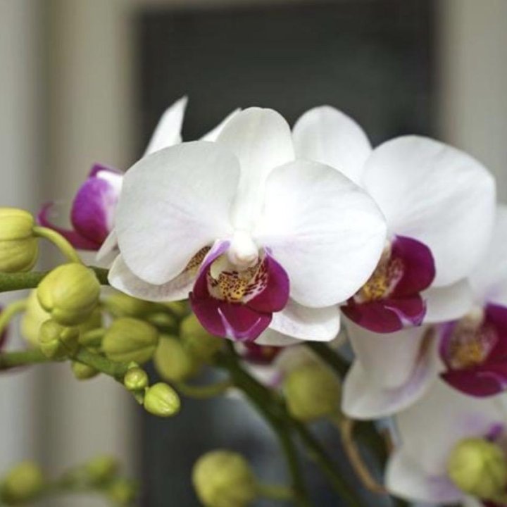 Орхидея мультифлора Safe Haven
