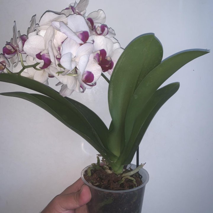 Орхидея мультифлора Safe Haven