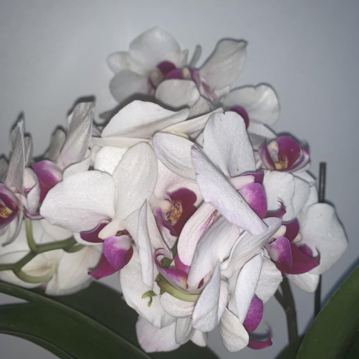 Орхидея мультифлора Safe Haven