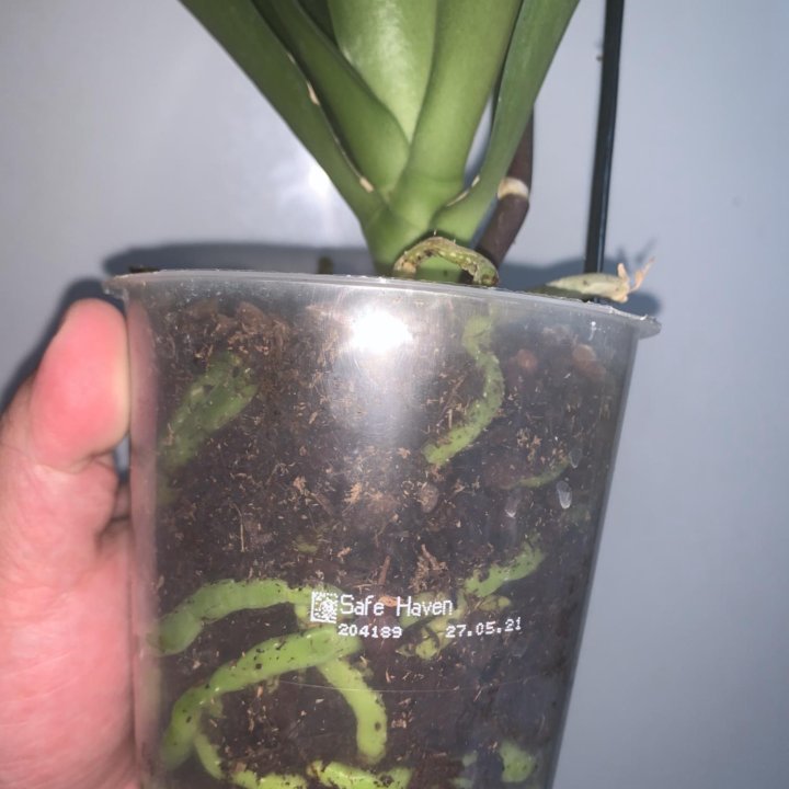 Орхидея мультифлора Safe Haven