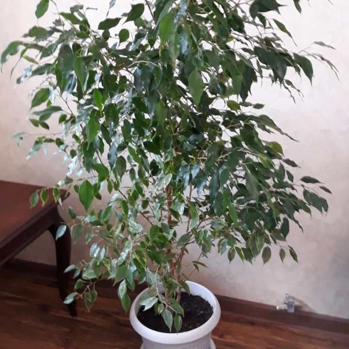 Фикус Бенджамина