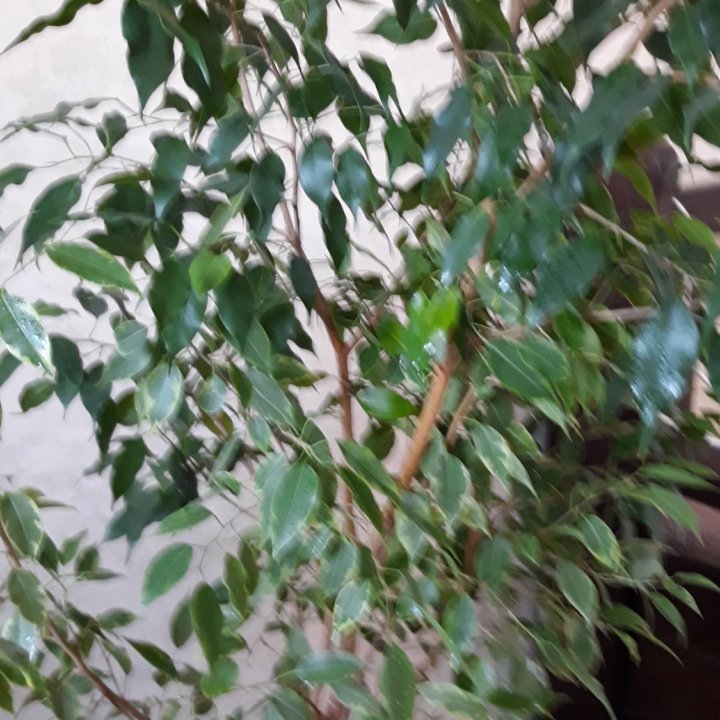 Фикус Бенджамина