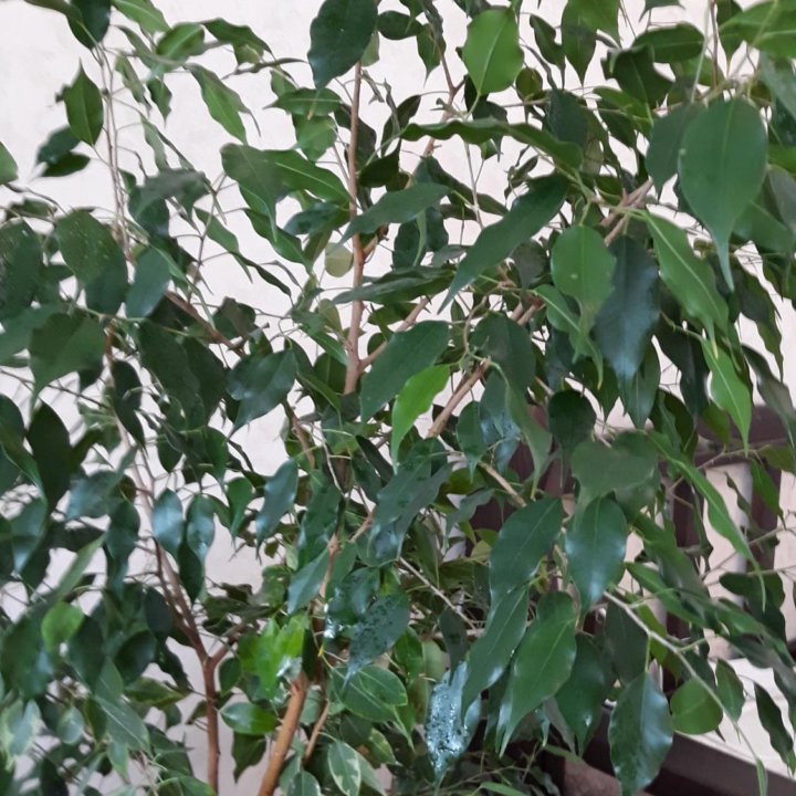 Фикус Бенджамина