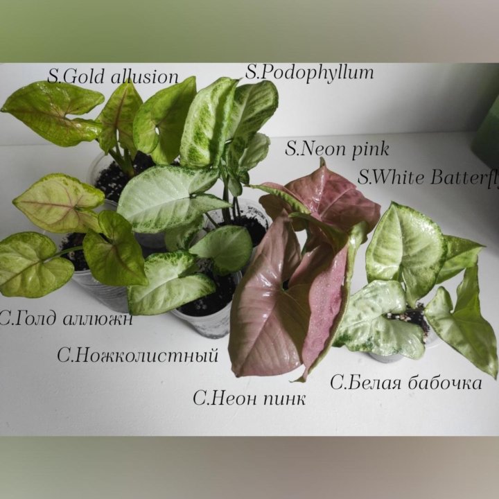 Сингониумы сортовые