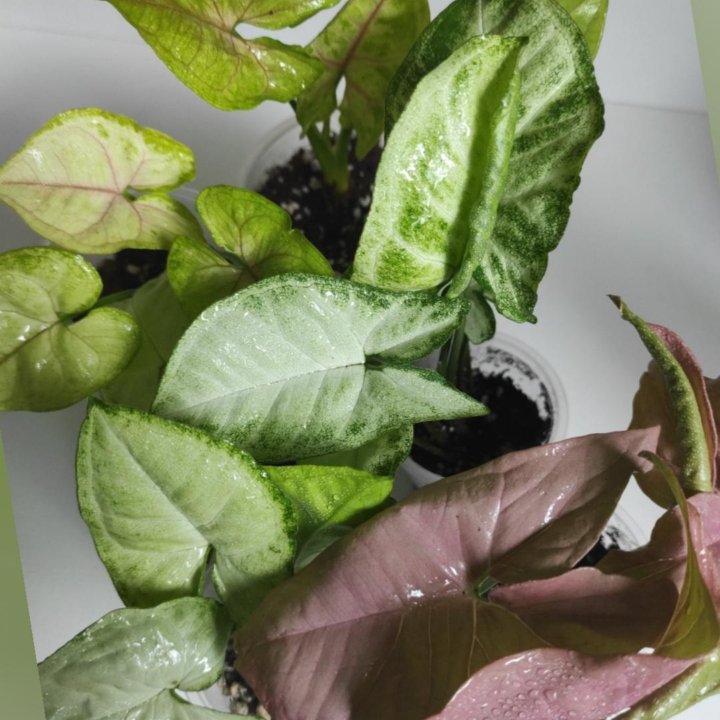 Сингониумы сортовые