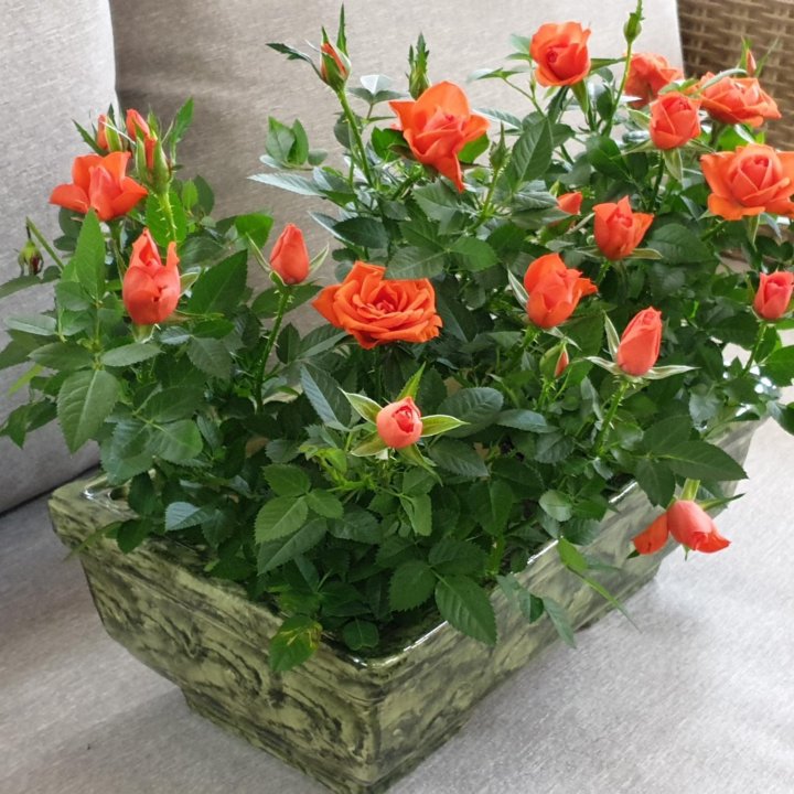 Мини-розы в кашпо ????????