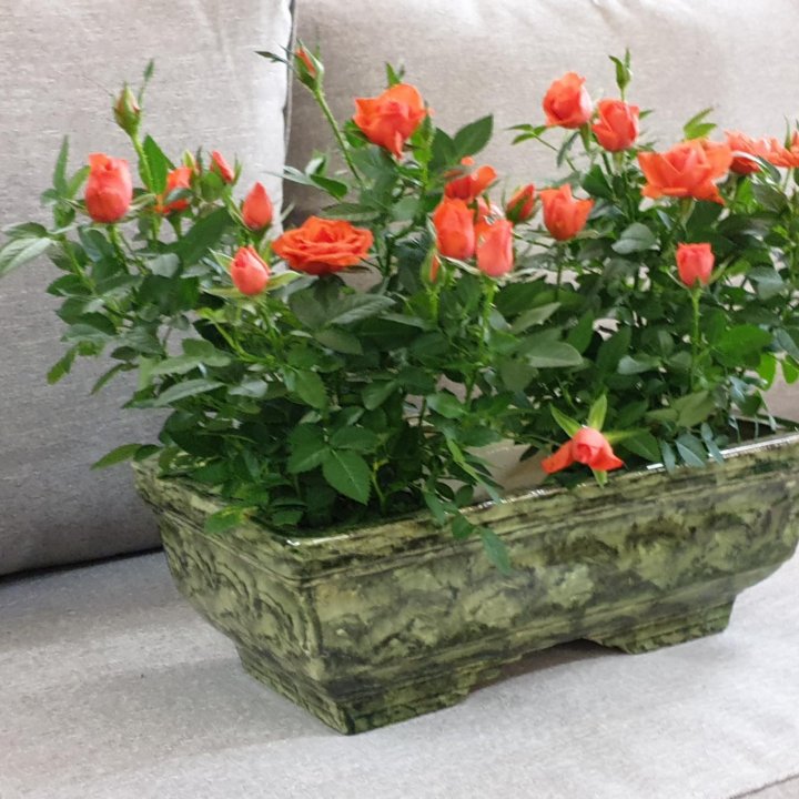 Мини-розы в кашпо ????????