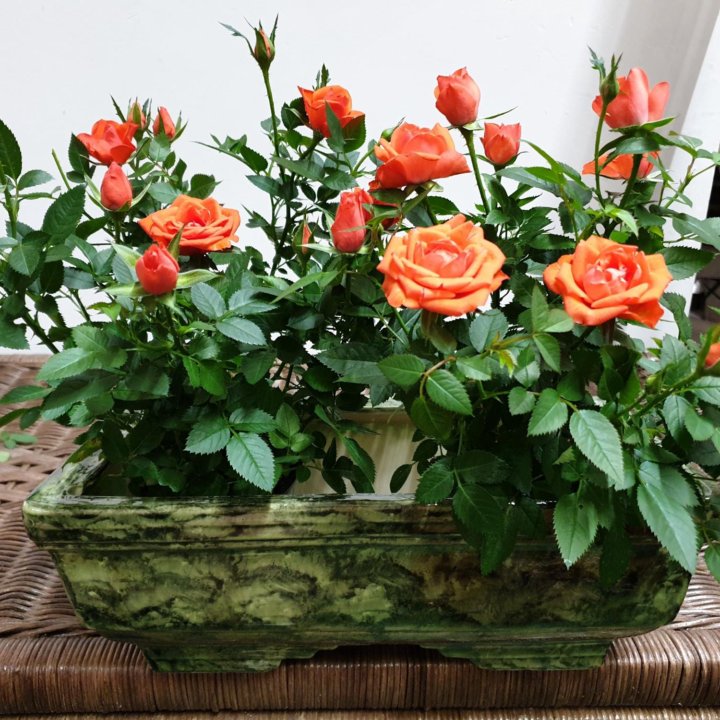 Мини-розы в кашпо ????????