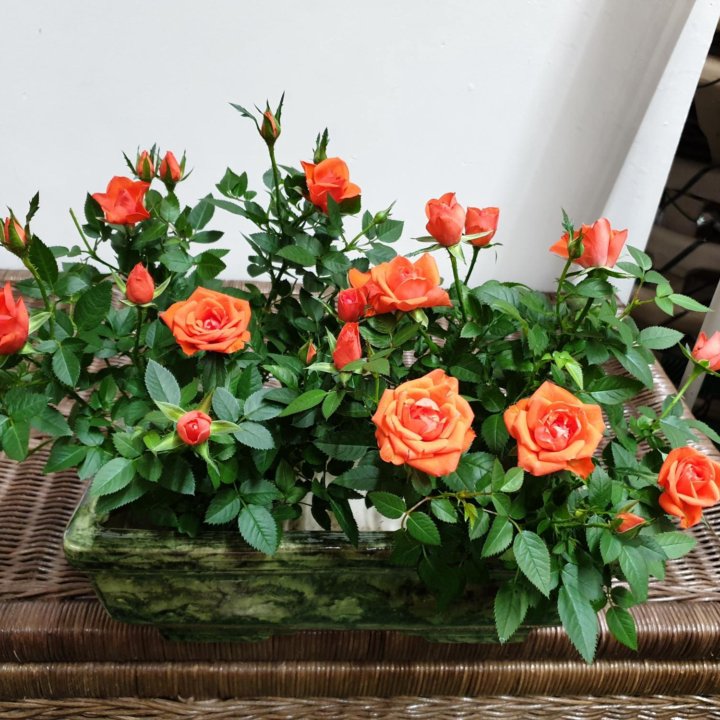 Мини-розы в кашпо ????????