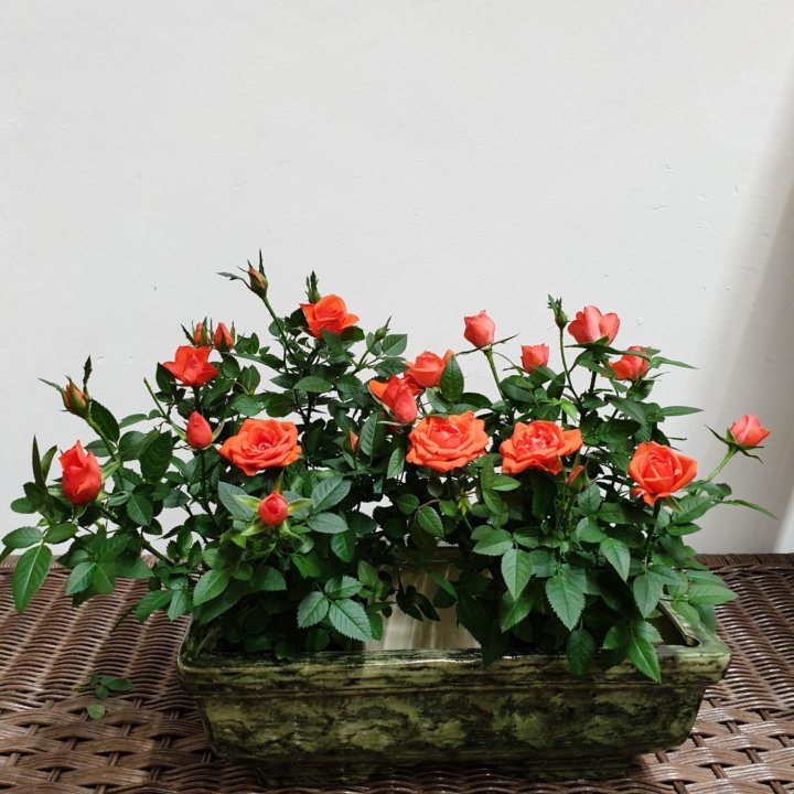 Мини-розы в кашпо ????????