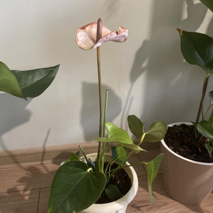 Антуриум Сприт