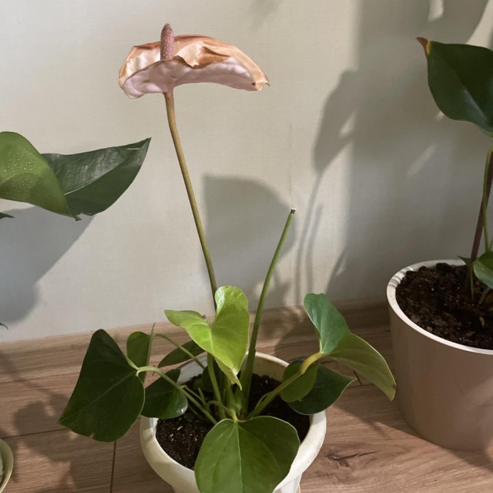 Антуриум Сприт