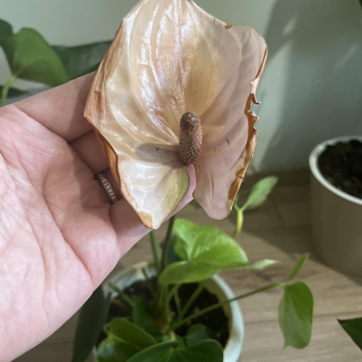 Антуриум Сприт