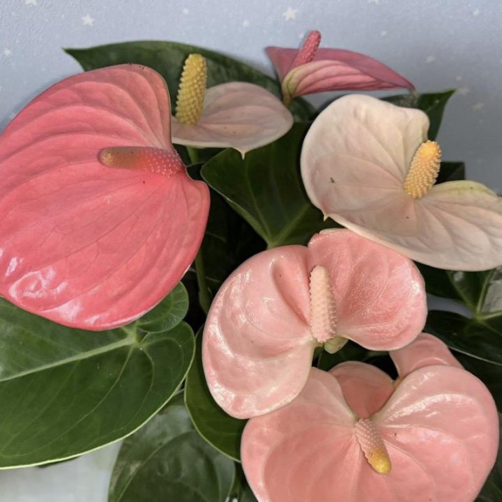 Антуриум Сприт