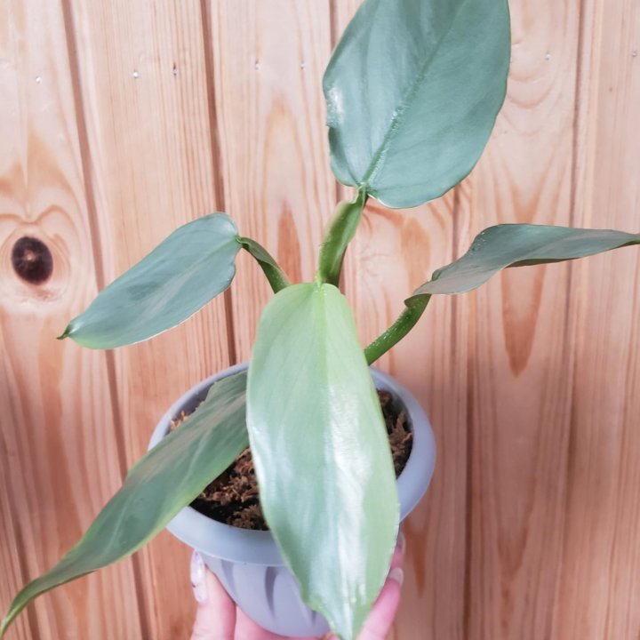 Филодендрон Сильвер Квин