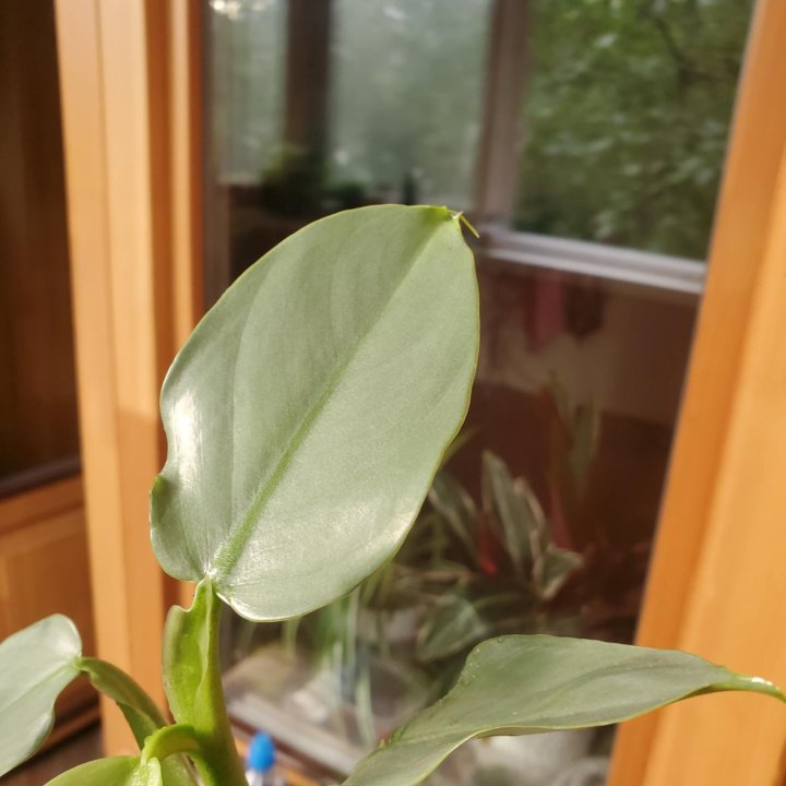 Филодендрон Сильвер Квин