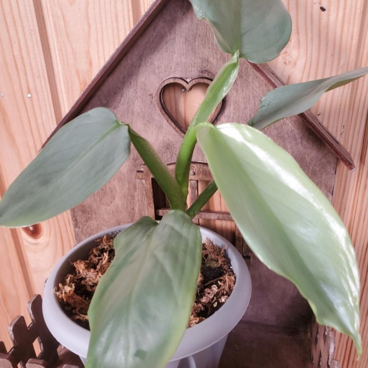 Филодендрон Сильвер Квин