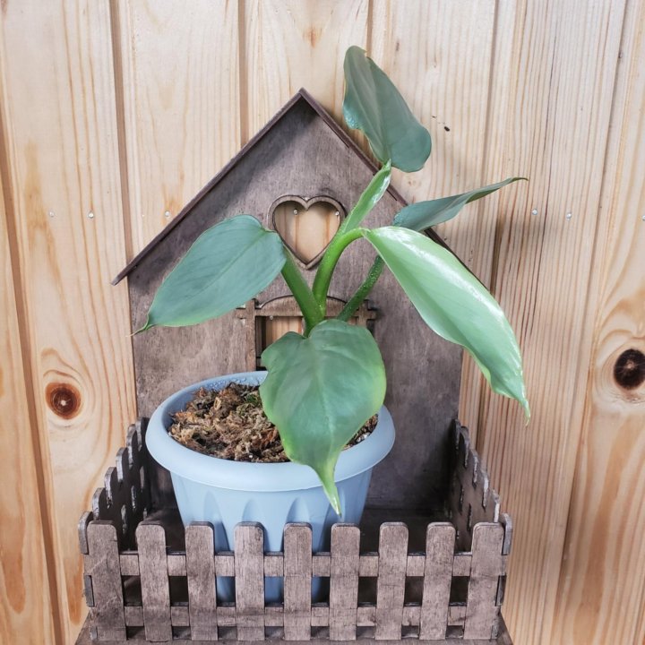 Филодендрон Сильвер Квин