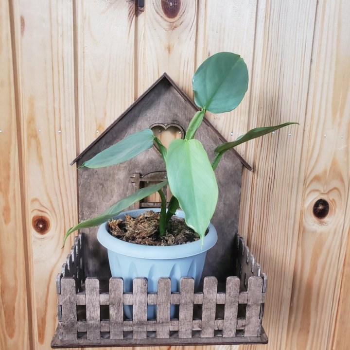 Филодендрон Сильвер Квин