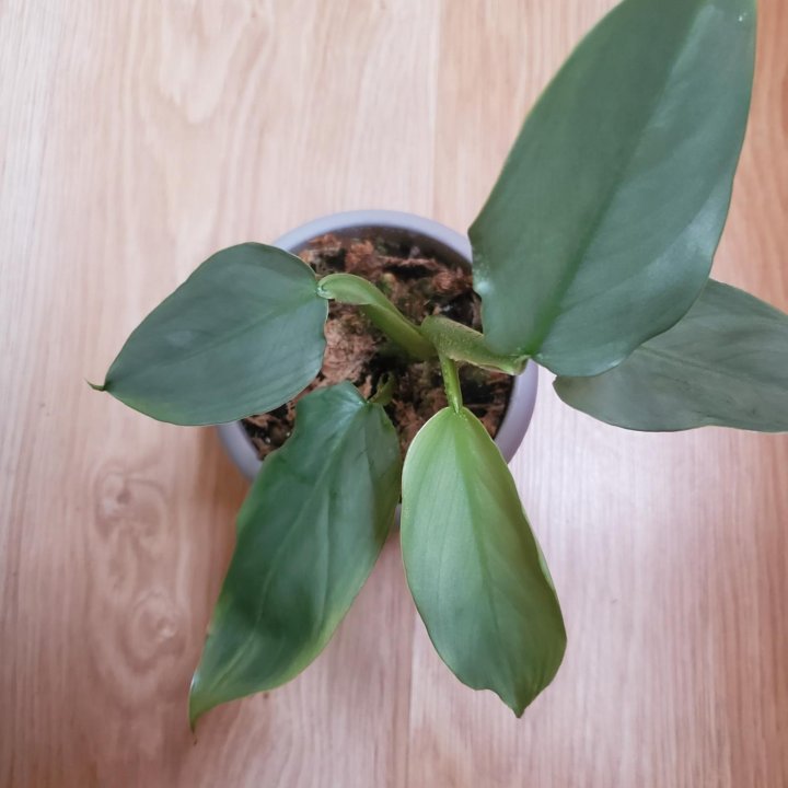 Филодендрон Сильвер Квин