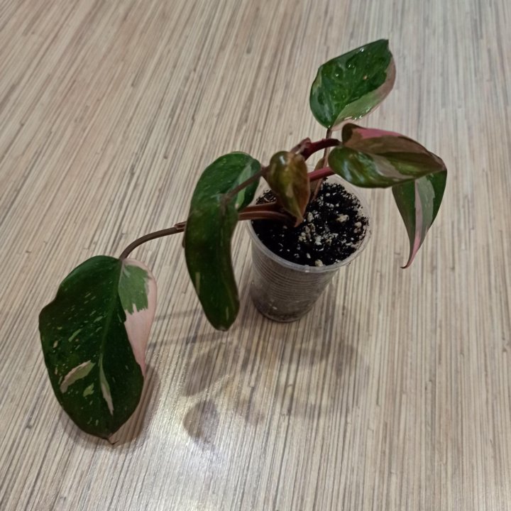 Филодендрон Pink Princess