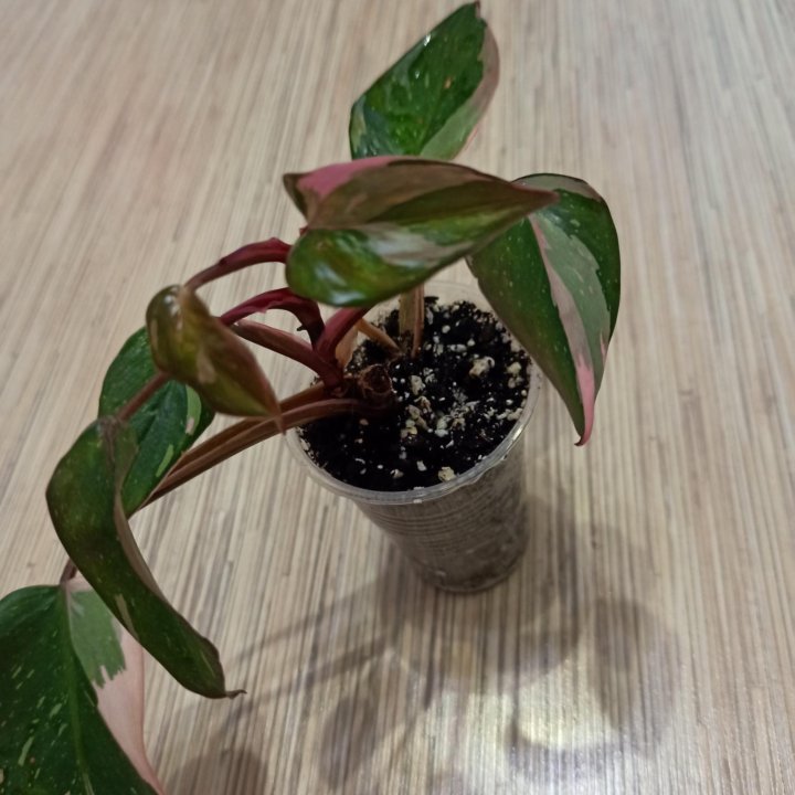 Филодендрон Pink Princess