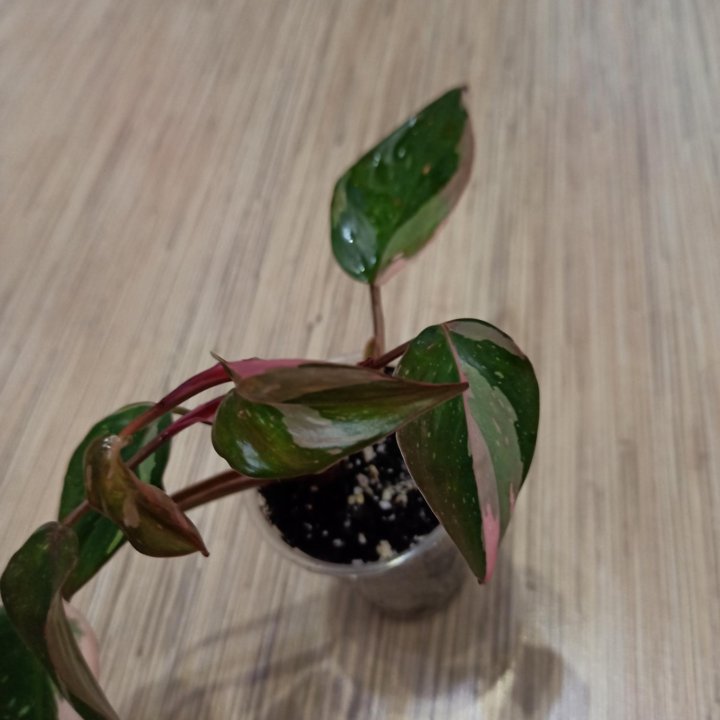 Филодендрон Pink Princess