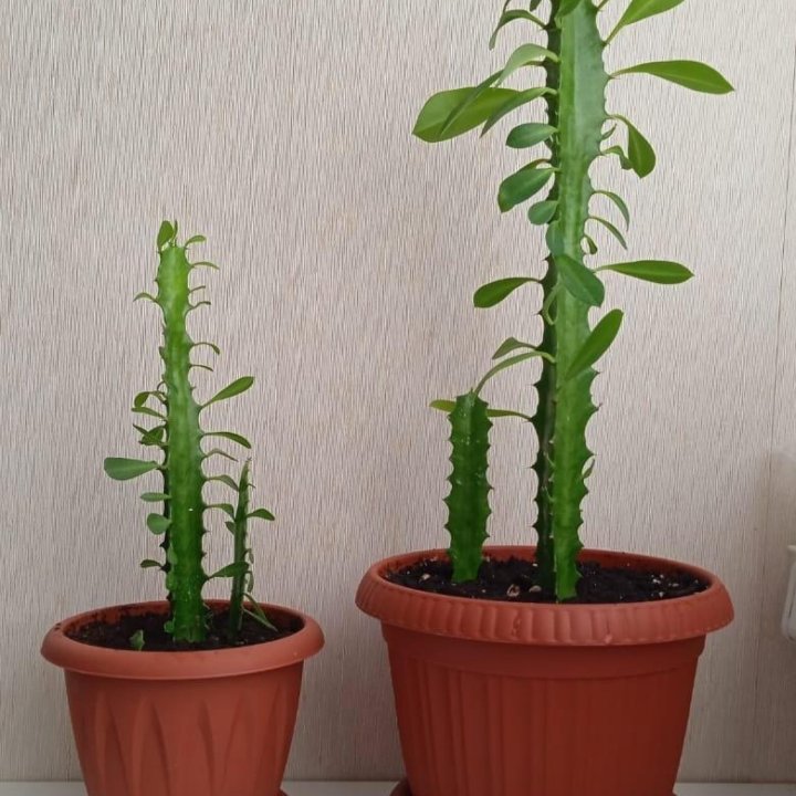 Молочай трехгранный