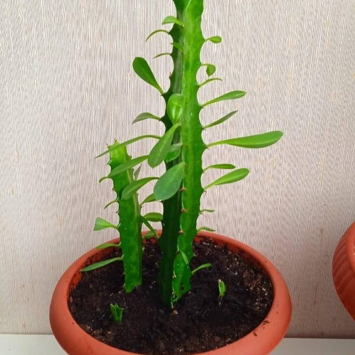 Молочай трехгранный