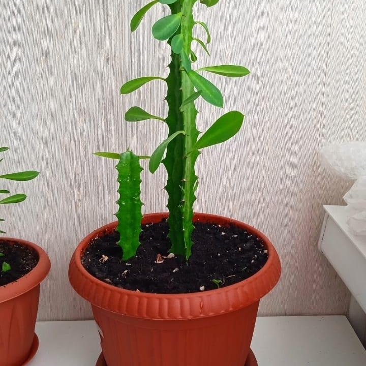 Молочай трехгранный