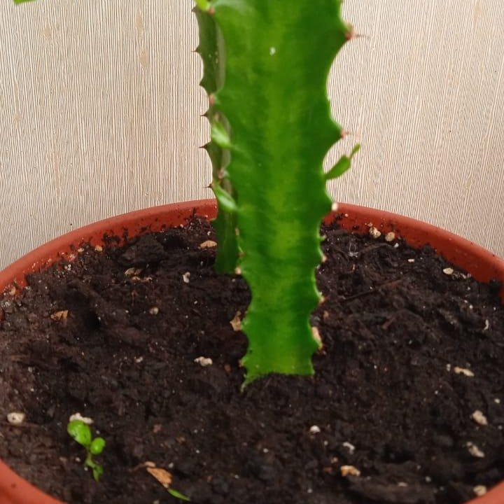 Молочай трехгранный