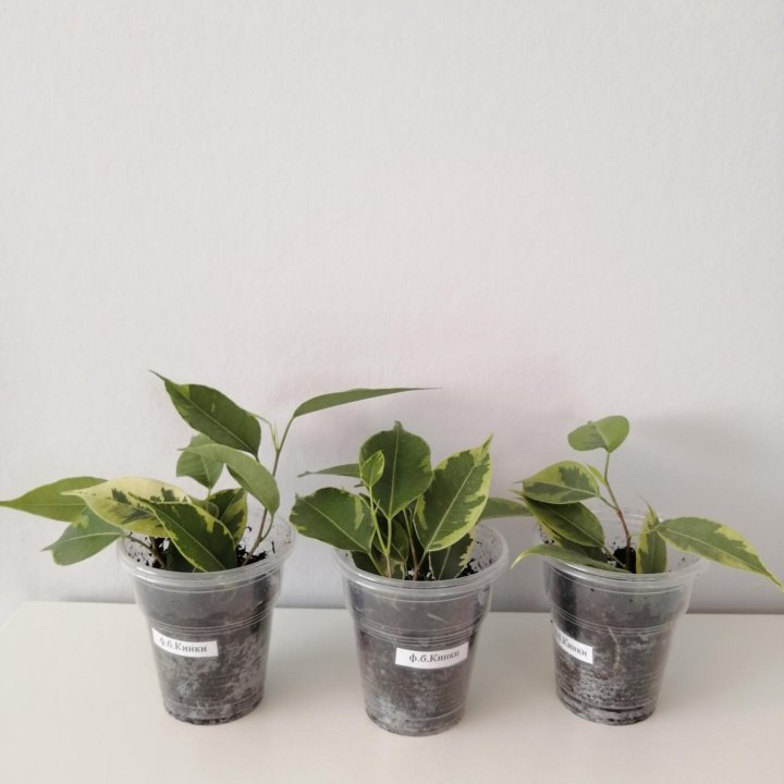 Фикус Бенджамина Кинки