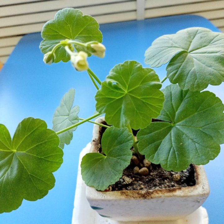 Комнатные растения