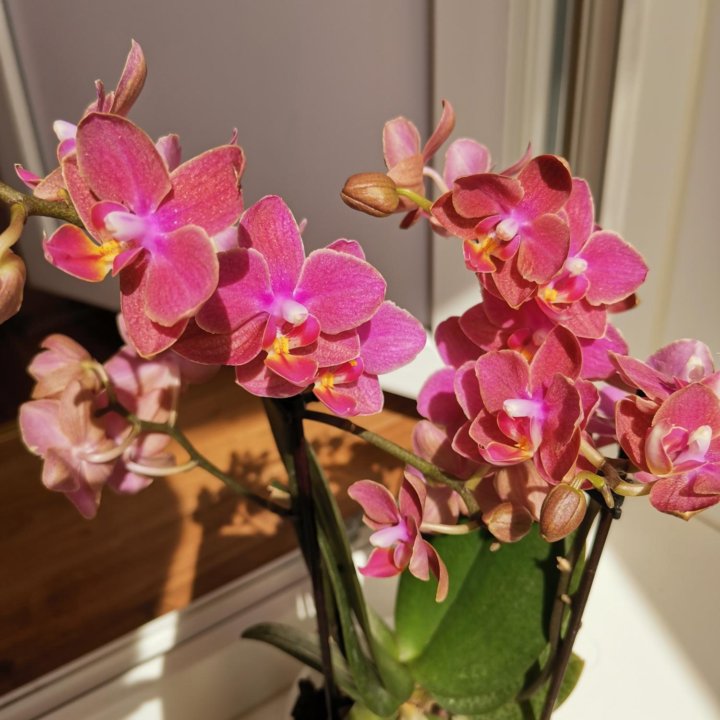 Орхидея мультифлора арома Дифьюжен 2 цв