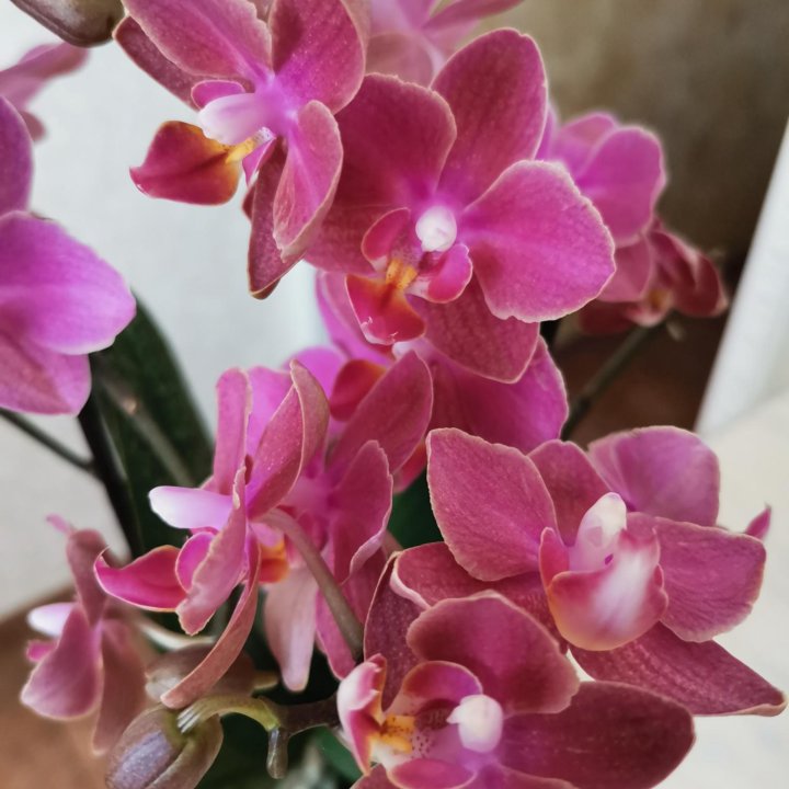 Орхидея мультифлора арома Дифьюжен 2 цв