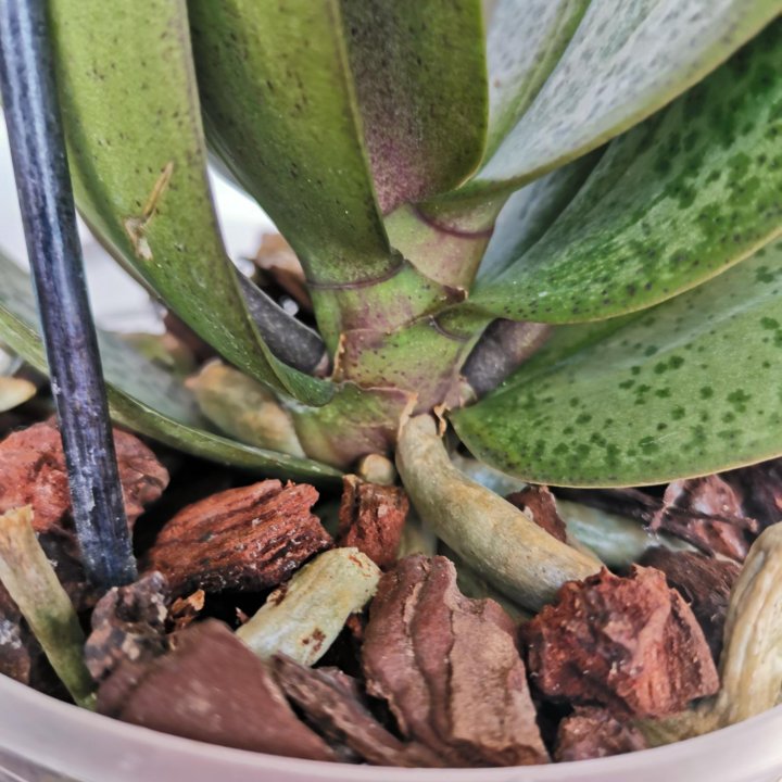 Орхидея мультифлора арома Дифьюжен 2 цв