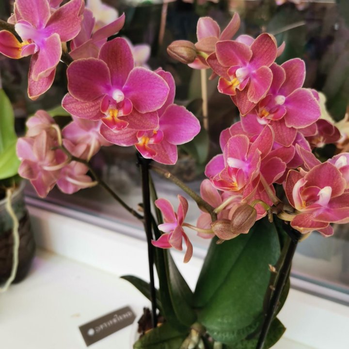 Орхидея мультифлора арома Дифьюжен 2 цв