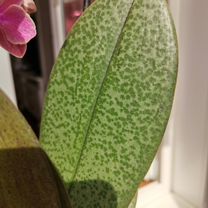 Орхидея мультифлора арома Дифьюжен 2 цв