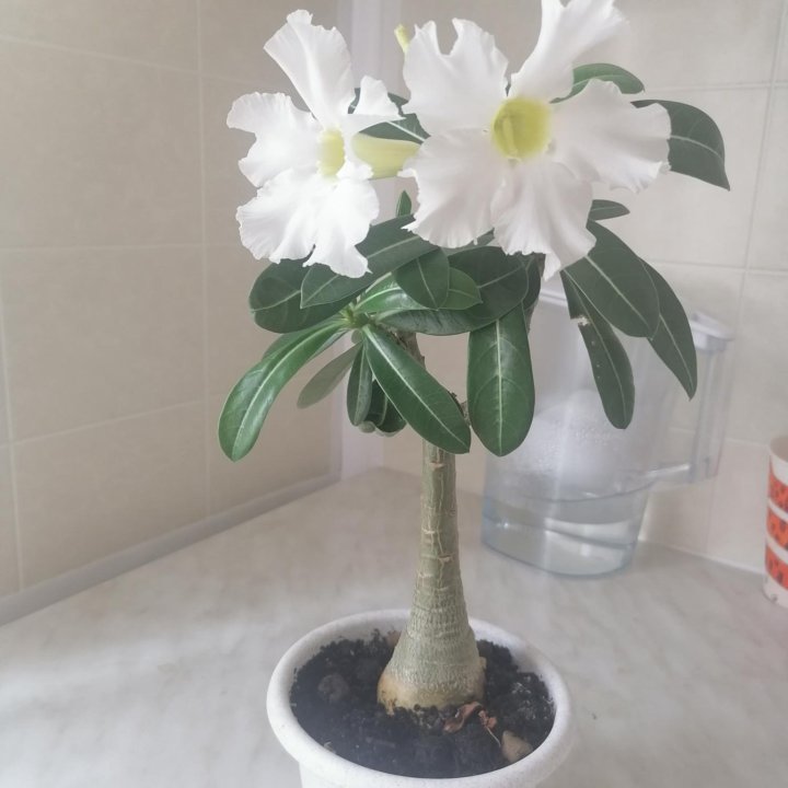 Адениум, антуриум