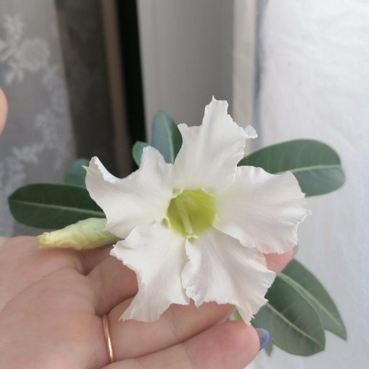 Адениум, антуриум