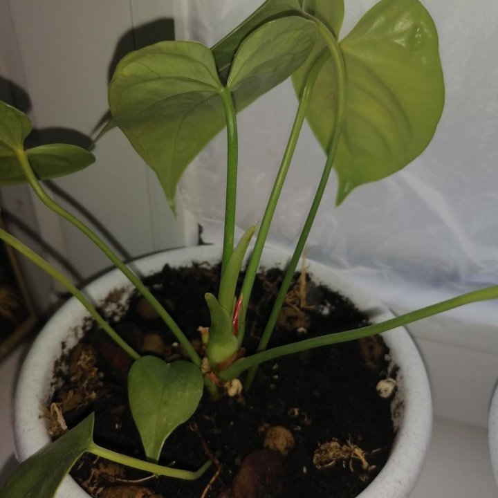 Адениум, антуриум