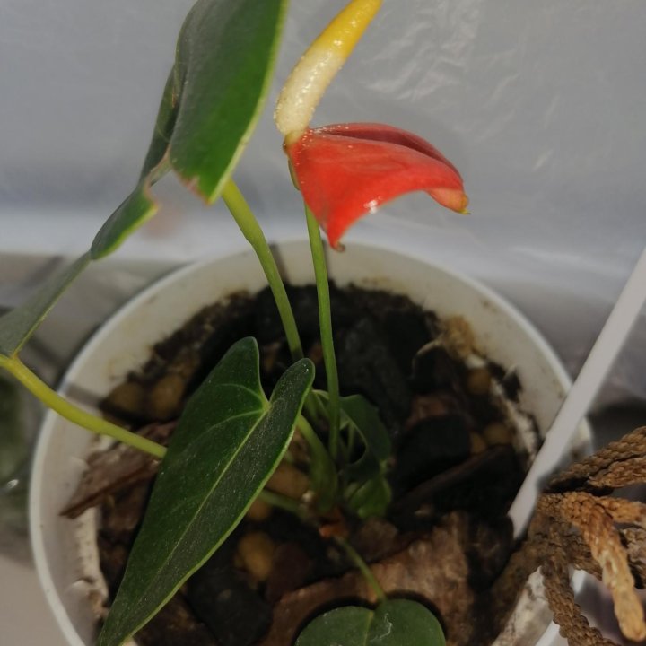 Адениум, антуриум