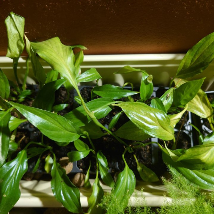 Спатифиллум.