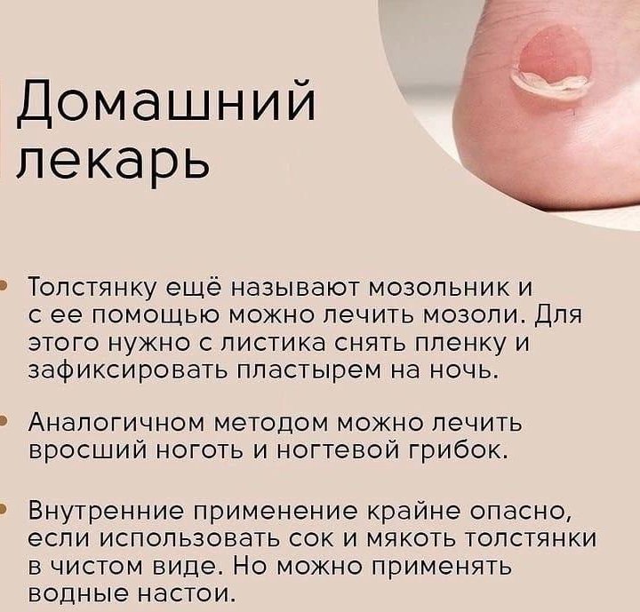 Денежное дерево.