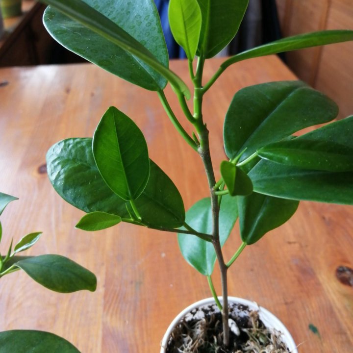 Фикус Микрокарпа